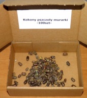 Pszczoła murarka ogrodowa - 100 kokonów