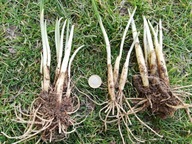 Czosnek Niedźwiedzi cebulki sadzonki 80 sztuk + INSTRUKCJA