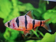 Brzanka Pięciopręga ( Puntius pentazona)