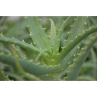 Aloes Drzewiasty 2-letni ALOE ARBOERSCENS MILL sukulent doniczkowy roślina