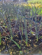 Czosnek główkowaty w doniczce sadzonka p9 mrozoodporny 10 cm miododajny