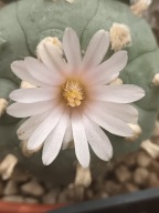 Kaktus Lophophora williamsii duża z ziemią i donicą L18+ gratisy +ogrzewacz