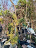 Sosna limba ż9łta zimą karłowa szczepiona okaz inna