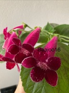 Kohleria Karl Lindberg - kłącze