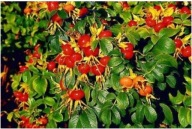 RÓŻA LAXA SADZONKA W POJEMNIKU 20 cm NA ZYWOPŁOTY DOBRA ZAGRODA OD SĄSIADA