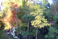 Miłorząb ginko 16 letni szczepiony pienny inny