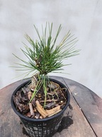 Pinus Thunbergii Corticosa