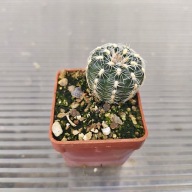 *KAKTUSY*GYMNOCALYCIUM BRUCHII SSP. SHIMADAE - VG 520