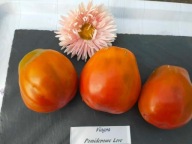 Pomidor Viagra smaczna ciemna sakiewka nasiona kolekcjonerskie