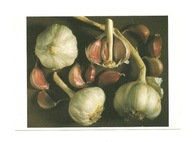 Pocztówka - J.A. Seaton, Czosnek włoski / Martwa natura ...