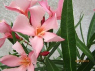 Nerium Oleander pojedynczy MADAME LEON BLUM młoda sadzonka ukorzeniona