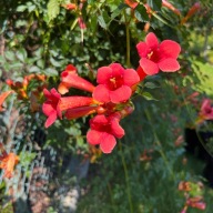 Milin amerykański Czerwony dwuletni 2L 'Flamenco' (Campsis radicans)
