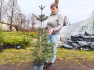Jodła kalifornijska 130cm ( nr 3 )