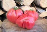 Pomidor BCostoluto Colli Euganei nasiona kolekcjonerskie