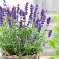 Lawenda wąskolistna 'Hidcote Compact Blue'