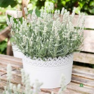 LAWENDA white scent sadzonka w pojemniku 10 cm na obwódki wieloletnia