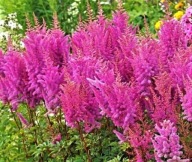 Tawułka Arendsa 'NEMO' Astilbe arendsii