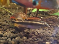 Barwniaki czerwonobrzuche 9