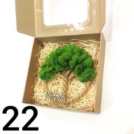 Drzewko Szczęścia Chrobotek, oryginalny prezent na każdą okazję, 22cm