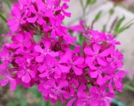 Lepnica baldaszkowa - 2000 nasion