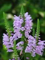 ODĘTKA RÓŻOWA miododajna bylina lubi wilgoć ale poradzi sobie w suszy SADZ