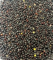 Pokarm dla mrówek 5 ml Nasionarzepaku dla Messor barbarus