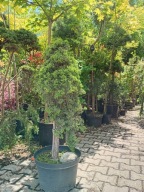 Jałowiec blu spider pendula okaz 16 letni zmienno barwny inny