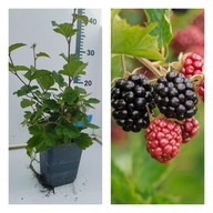 Jeżyna "Tornfree" bezkolcowa Piękne czarne owoce Słodka Plenna doniczka P9