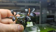 Bucephalandra sp. Black Angel kolekcja od fibell