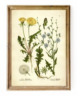 ZIOŁA, reprint grafiki, MNISZEK/MLECZ, CYKORIA, obraz vintage do kuchni A3