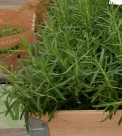 ZIOŁA Rozmaryn Rosmarinum officinalis Rosi Green