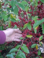 OLIWNIK BALDASZKOWY BOMBA WITAMIN MIODODAJNY ULE 2sadzonki