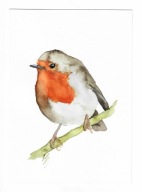 rudzik, ptaki Polski, akwarela, oryginał, format A5