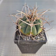 *KAKTUSY* GYMNOCALYCIUM ARMATUM - VS 503