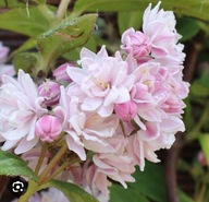 Żylistek ''PINK POM POM '' DEUTZIA
