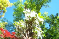 Azalia biała japońska mini warkoczowa wąska pienna inna