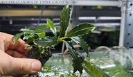 Bucephalandra sp. Upper Ghost -kolekcja od fibell