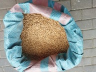 Pszenżyto, zboże, ziarno 25kg!!!!!