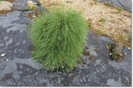 Pinus nigra 'Rockley WB' - !!!