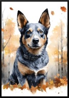 A2 59,4x42 PLAKAT PIES AUSTRALIAN CATTLE DOG AUSTRALIJSKI PIES PASTERSKI
