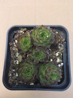 Rojnik 325 GREEN FELLOW kolejna odmiana w ciemnozielonej tonacji