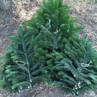 ZESTAW GAŁĄZEK PO 10 SZTUK ŚWIERKA CISA JAŁOWCA NA OZDOBY ŚWIĄTECZNE WIANKI