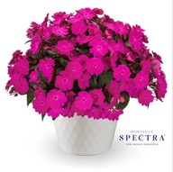 Niecierpek SŁONECZNY JAK SUNPATIENS Spectra Magenta impatiens interspecific