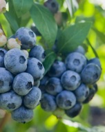 Borówka amerykańska Elliott C2 40/50cm późna, wielkie owoce