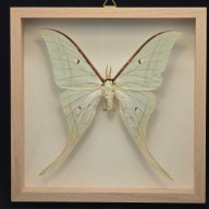 Motyl w gablotce Actias Selene 2