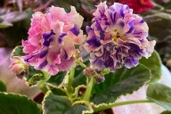 Fiołek afrykański# Dn-Tsvetnyye Valentinki # sadzonka