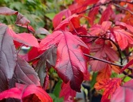 Jabłoń Rajska Freja purpurowe liście dekoracyjne owoce