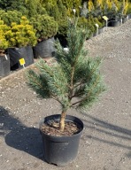 Sosna Watereri 55cm