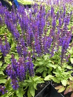 SZAŁWIA OMSZONA "BLUE BOUQUETTA" Salvia nemorosa sadzonka doniczka 1l