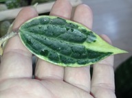 Hoya Hoja MACROPHYLLA ALBOMARGINATA cięta